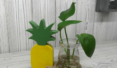 Hydroponic Pineapple Pot Plant